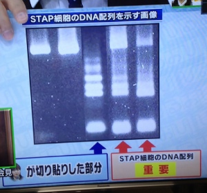 STAP細胞のDNA配列を示す画像