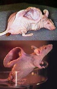 耳ネズミ